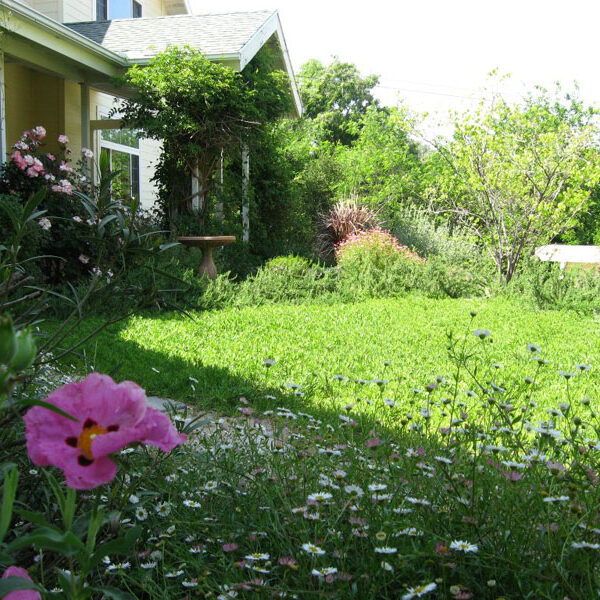 native-and-drought-tolerant-garden